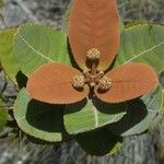 Pancheria ferruginea Квітка