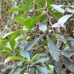 Solanum sessile Yeri