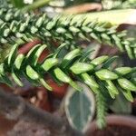 Araucaria laubenfelsii Hoja