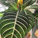 Aphelandra squarrosa 葉