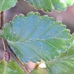 Nothofagus pumilio Blad