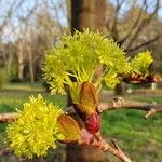 Acer platanoides 花