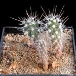 Sclerocactus spinosior Other