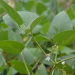 Phaseolus lunatus Leaf