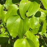 Smilax rotundifolia Blad