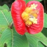 Psychotria poeppigiana Cvet