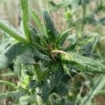 Cirsium serrulatum Hoja