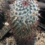 Mammillaria polythele Lehti