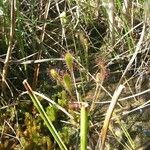 Drosera anglica Folha