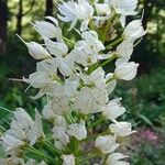 Eremurus robustus Fleur