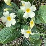 Primula × polyantha Blüte