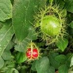 Passiflora foetida Vaisius