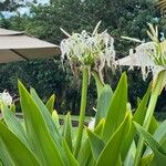 Crinum asiaticum 花