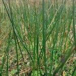 Juncus effusus Leaf