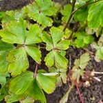 Aquilegia nigricans Yaprak