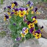 Viola × wittrockiana Flors
