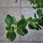 Salvia microphyllaLeaf