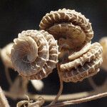 Medicago rugosa Fruit