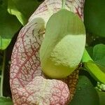Aristolochia littoralis Virág