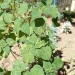 Salvia tiliifolia Leaf