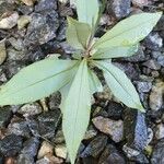 Syzygium lateriflorum Лист