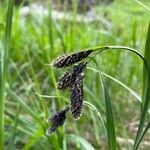 Carex atrata Blomst