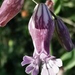 Silene behen Flower