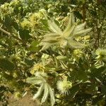 Guiera senegalensis Květ