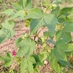 Gossypium herbaceum Folio