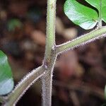 Triplophyllum fraternum Hoja