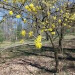 Cornus masFlower