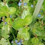 Veronica beccabunga Leaf