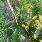 Ulmus davidiana Leaf