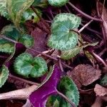 Cyclamen purpurascens Blad