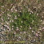 Rhodalsine geniculata Pokrój