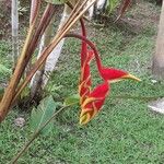 Heliconia rostrata Çiçek