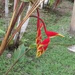 Heliconia rostrata Цвят