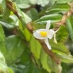 Begonia foliosa Λουλούδι