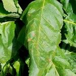 Nicotiana tabacum Blad