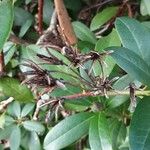 Rhododendron maximum Fruit