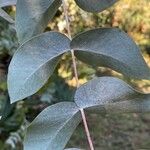 Eucalyptus cinerea 葉