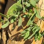 Tapinanthus dependens Hoja