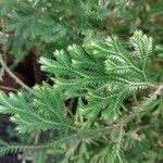 Selaginella concinna Hoja