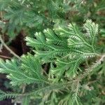 Selaginella concinna 葉