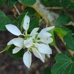 Bauhinia lunarioides Цвят