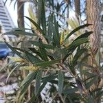 Melaleuca linariifolia Leaf