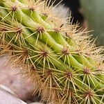 Bergerocactus emoryi Hoja