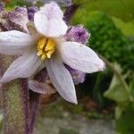 Solanum quitoense Květ