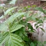 Rubus niveus برگ