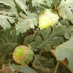 Quercus lobata Fruto